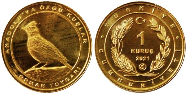 1 kuruş (Allodola totovia)